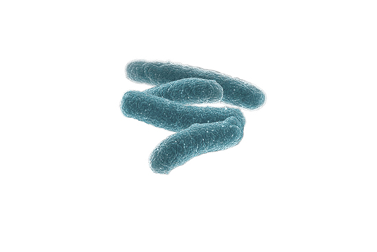 bacterias legionella plagas