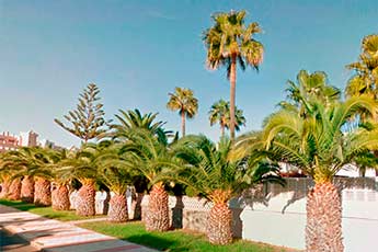 palmeras 