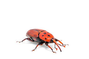 escarabajo picudo rojo