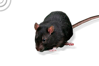 rata negra