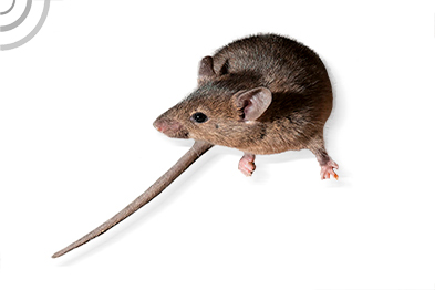 raton domestico