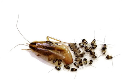 cucaracha alemana ooteca abierta