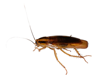 cucaracha alemana hembra con ooteca